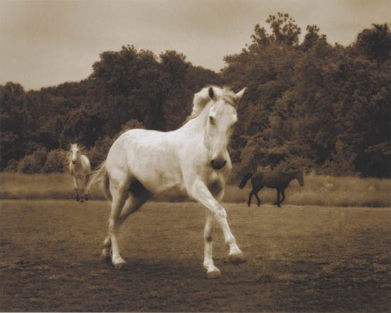 EASTMAN, MICHAEL (1947- ) "Horse 289."